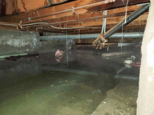 Best Water damage cleanup near me  in Linn, MO